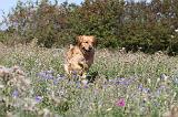 GOLDEN RETRIEVER 164
